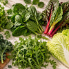 Quelles sont les salades vertes les plus nutritives ?